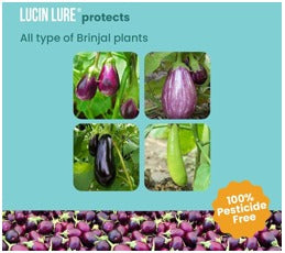 FARM LEUCINODIES (Brinjal) LURE ( pack of 10)