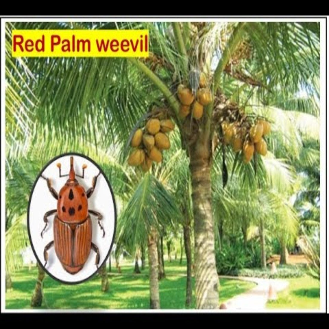 FARM RPW LURE (Red palm weevil)+ Activator and BucketTrap (Pack of 10)