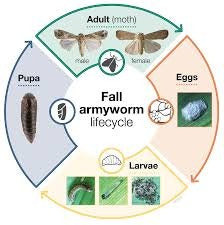 FARM FAW LURE